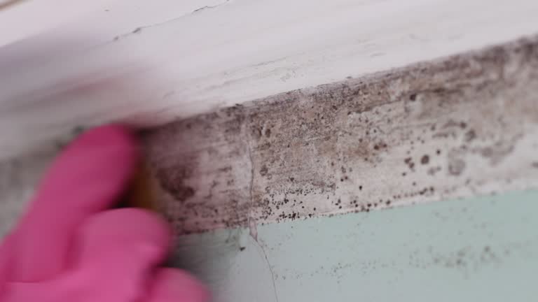 Best Mold Odor Removal Services  in Gifford, FL